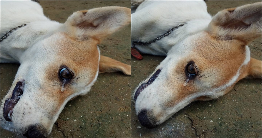 Anjing diracun pencuri yang kesal aksinya gagal, nangis sebelum mati