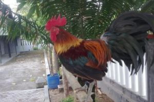 Ayam jago jenis ini harganya fantastis, ada yang capai Rp 125 juta