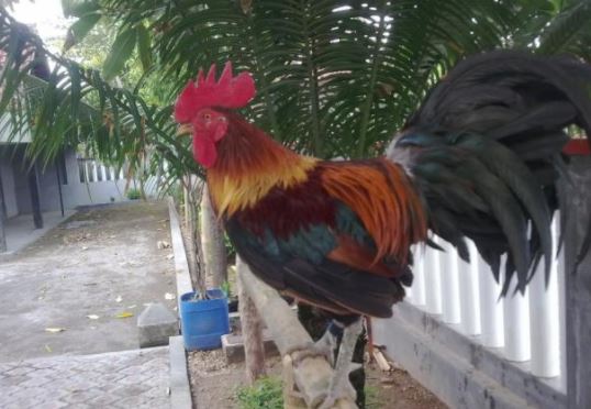 Ayam jago jenis ini harganya fantastis, ada yang capai Rp 125 juta