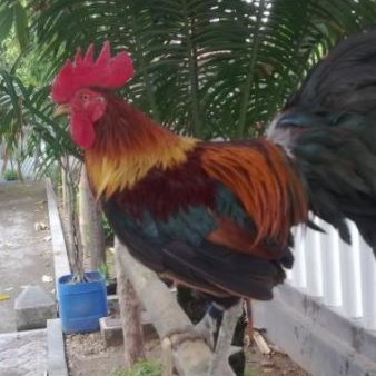 Hewan Peliharaan Halaman 12 Halaman 12 Brilistyle Brilio Ne Hewan Peliharaan Halaman 12 Halaman 12 Brilistyle Brilio Ne