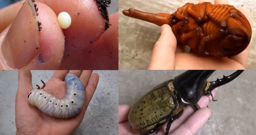 Video ini tunjukkan 5 perubahan fase mengagumkan larva jadi kumbang