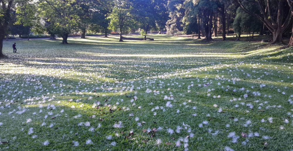 4 Bukti Kebun Raya Bogor patut dibanggakan, kini berusia 2 abad lho