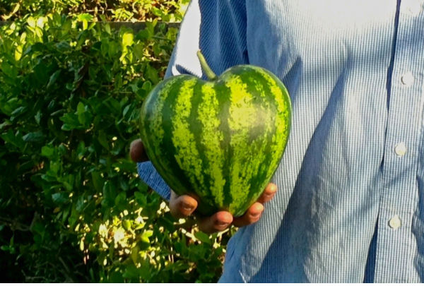Selain sehat, buah dibentuk nyeleneh ternyata tingkatkan nafsu makan
