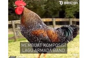 Lagu Asal Kau Bahagia dinyanyikan ayam ini lucunya jungkir balik