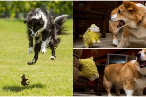 16 Potret anjing saat ketakutan ini kasihan tapi kocak