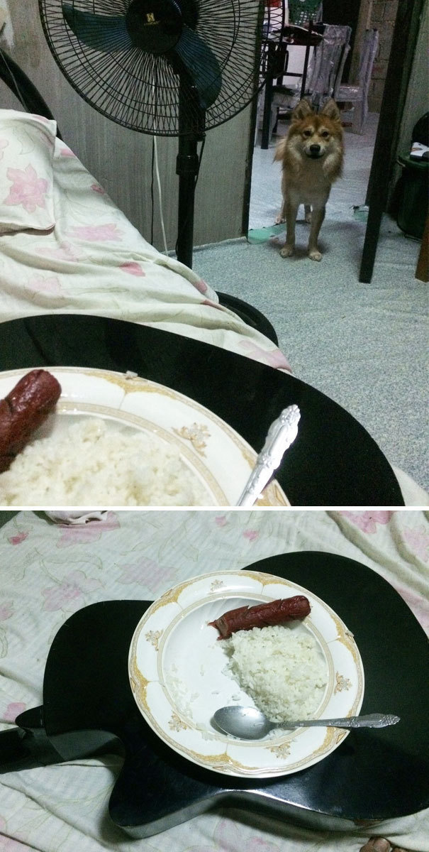 16 Potret anjing saat ketakutan ini kasihan tapi kocak