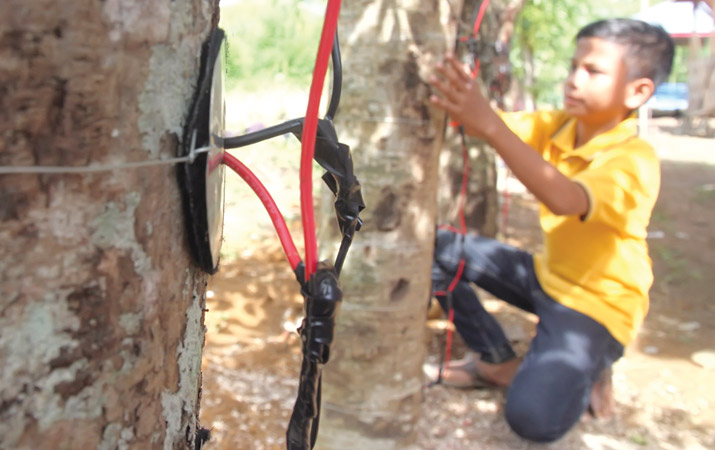 Memahami cara kerja pohon kedondong jadi listrik temuan bocah Aceh