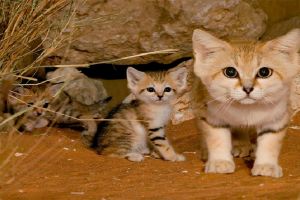 Felis margarita, kucing imut-imut yang berdaun telinga lebar