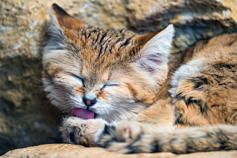 Felis margarita, kucing imut-imut yang berdaun telinga lebar