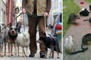 15 Momen saat hewan kehilangan jati diri ini kocak dan menggemaskan