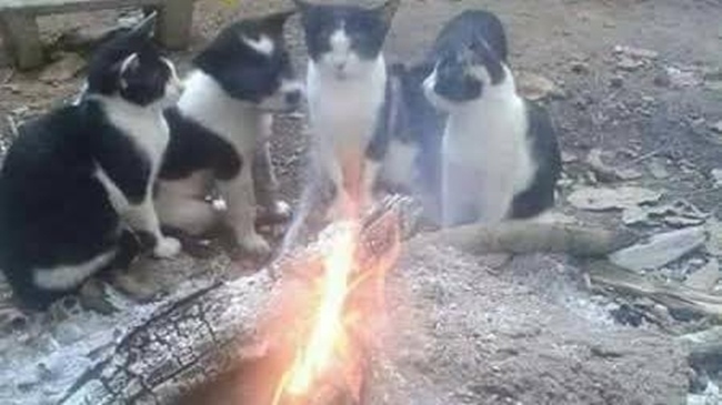 15 Momen saat hewan kehilangan jati diri ini kocak dan menggemaskan