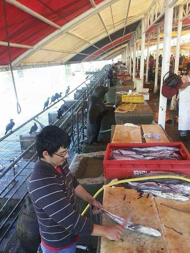 15 Momen saat hewan kehilangan jati diri ini kocak dan menggemaskan