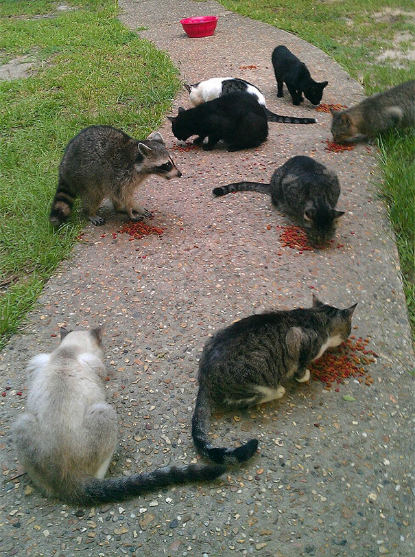 15 Momen saat hewan kehilangan jati diri ini kocak dan menggemaskan