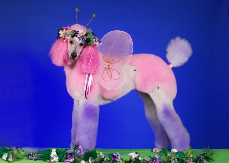 15 Potret saat anjing ikut kontes kecantikan, makin gaya dan lucu nih?