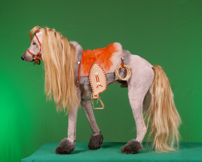 15 Potret saat anjing ikut kontes kecantikan, makin gaya dan lucu nih?