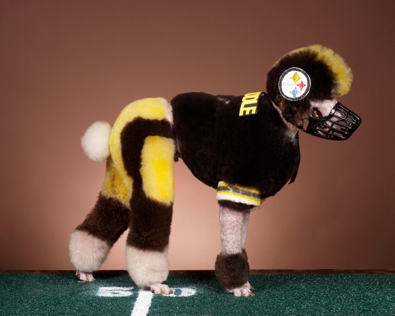 15 Potret saat anjing ikut kontes kecantikan, makin gaya dan lucu nih?