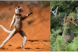 12 Foto hewan ini diambil pada momen yang tepat, hasilnya kocak