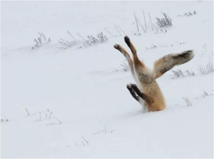 12 Foto hewan ini diambil pada momen yang tepat, hasilnya kocak
