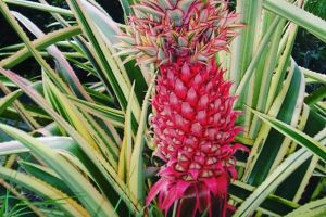 Tak melulu berwarna kuning, kini ada nanas pink lho