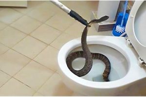 Ular masuk ke dalam rumah? Begini cara yang benar untuk mengatasinya