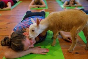 Unik, yoga bareng kambing jadi tren di Amerika Serikat