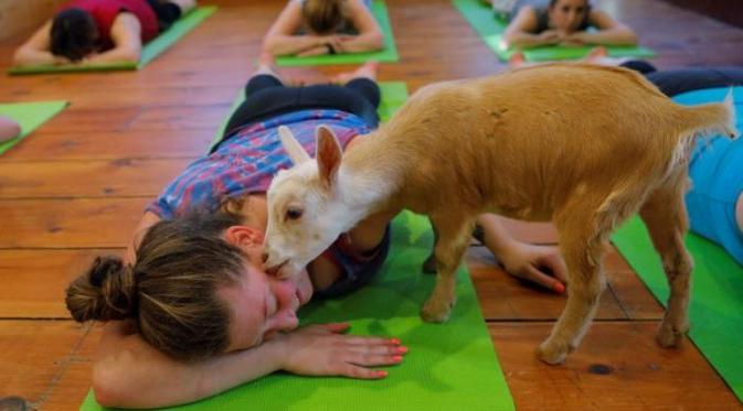 Unik, yoga bareng kambing jadi tren di Amerika Serikat