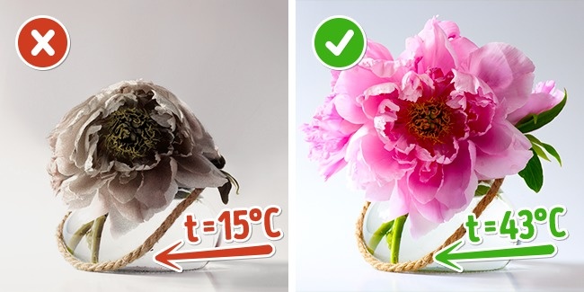 7 Trik ilmiah ini terbukti bisa bikin bunga hias awet hidup, dicoba ya