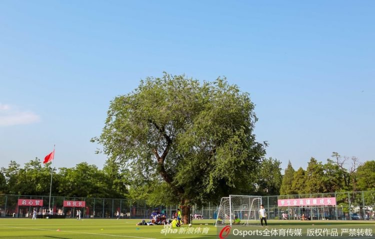 Pohon usia 100 tahun ini dibiarkan hidup di tengah lapangan sepak bola