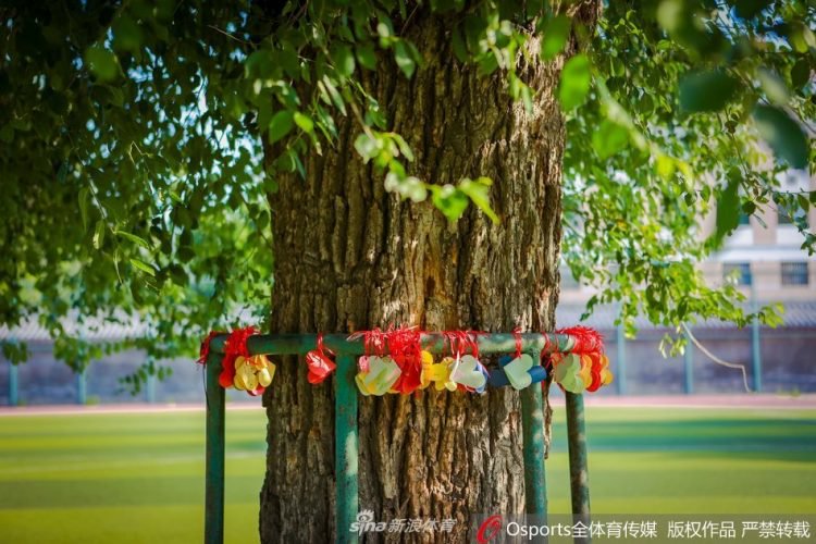 Pohon usia 100 tahun ini dibiarkan hidup di tengah lapangan sepak bola