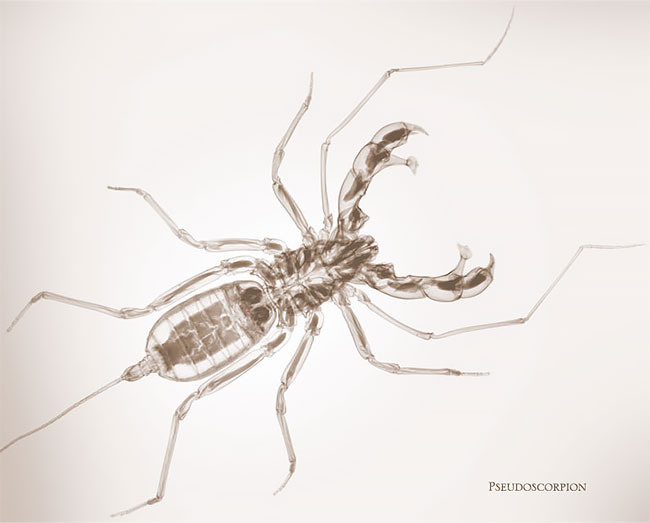 10 Fotografi rontgen serangga ini ungkap sisi yang tak kasat mata, wow