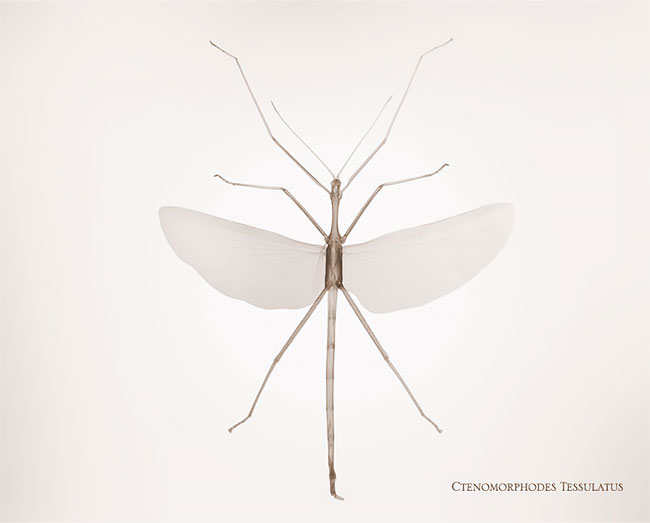 10 Fotografi rontgen serangga ini ungkap sisi yang tak kasat mata, wow