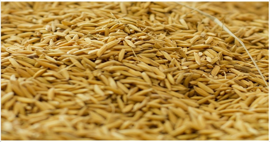 Studi menyebut dedak kaya nutrisi dan bisa obati batu ginjal, wow