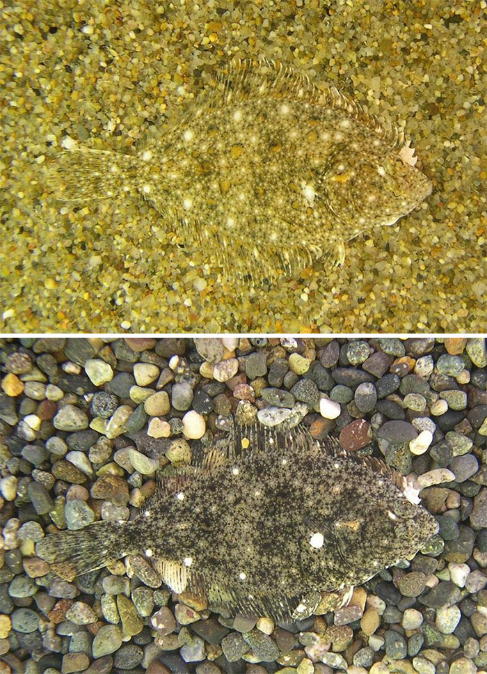 Foto canggihnya 15 hewan saat berkamuflase, bikin takjub