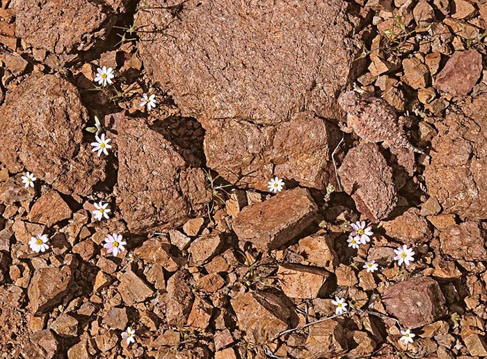 Foto canggihnya 15 hewan saat berkamuflase, bikin takjub
