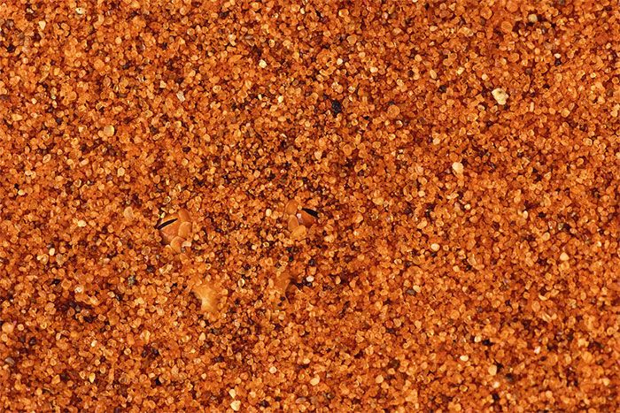 Foto canggihnya 15 hewan saat berkamuflase, bikin takjub