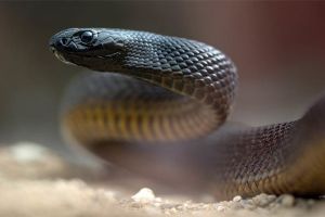 Usai digigit ular, suami gigit istrinya biar bisa meninggal bareng