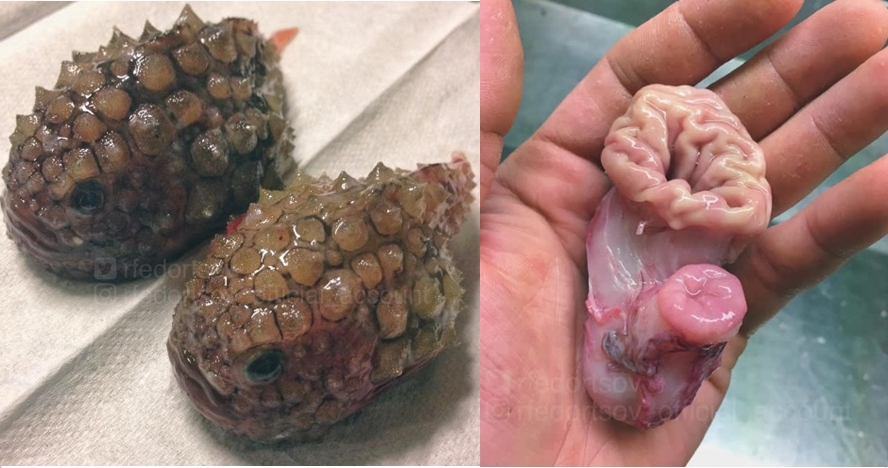 14 Foto 'monster' laut yang mungkin kamu kira nggak ada di dunia ini