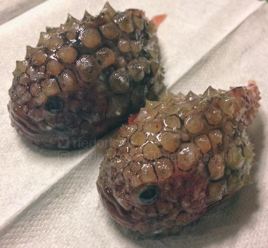 14 Foto 'monster' laut yang mungkin kamu kira nggak ada di dunia ini