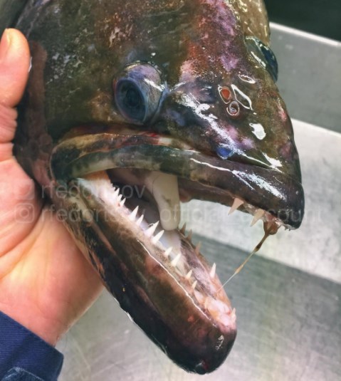 14 Foto 'monster' laut yang mungkin kamu kira nggak ada di dunia ini