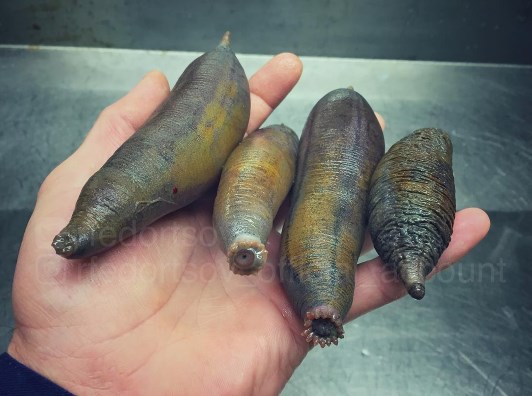 14 Foto 'monster' laut yang mungkin kamu kira nggak ada di dunia ini