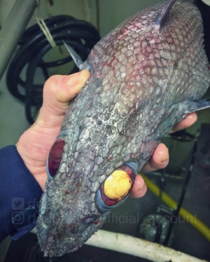 14 Foto 'monster' laut yang mungkin kamu kira nggak ada di dunia ini