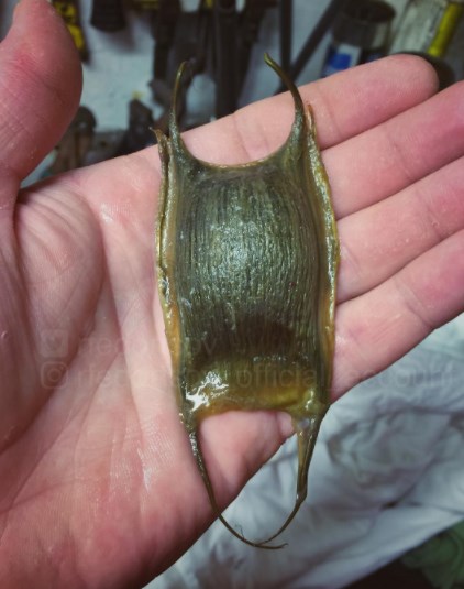 14 Foto 'monster' laut yang mungkin kamu kira nggak ada di dunia ini