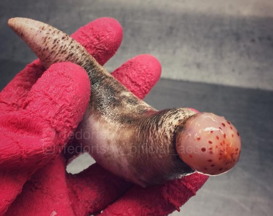 14 Foto 'monster' laut yang mungkin kamu kira nggak ada di dunia ini