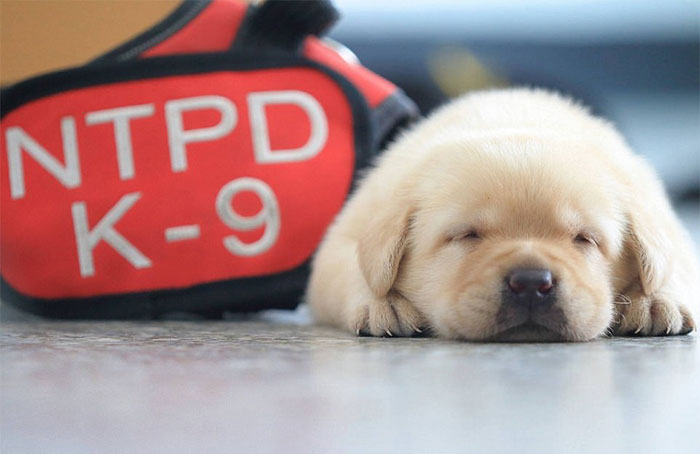 Direkrut jadi polisi, anjing ini diprotes netizen karena terlalu lucu