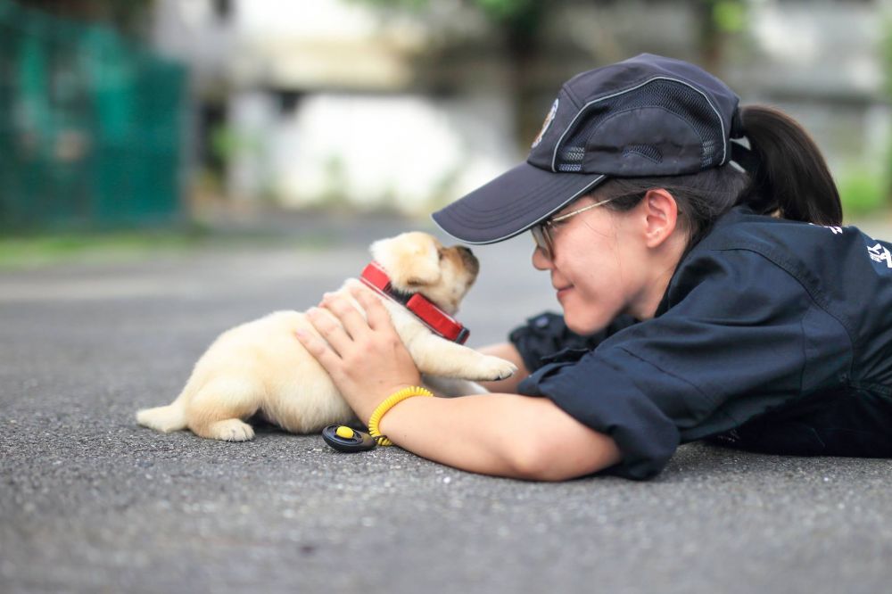 Direkrut jadi polisi, anjing ini diprotes netizen karena terlalu lucu