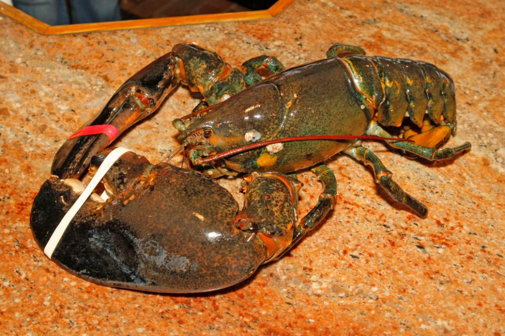 Lobster 9 kg ini harganya Rp 13 juta, pemiliknya pilih lepas ke alam