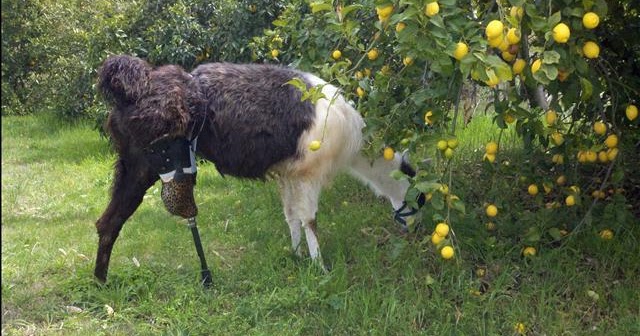 Tak cuma manusia, 11 hewan dengan alat bantu ini juga bikin terenyuh