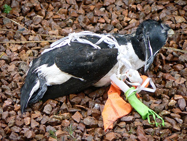 11 Foto ini buktikan bahwa sampahmu bisa bikin hewan tersiksa