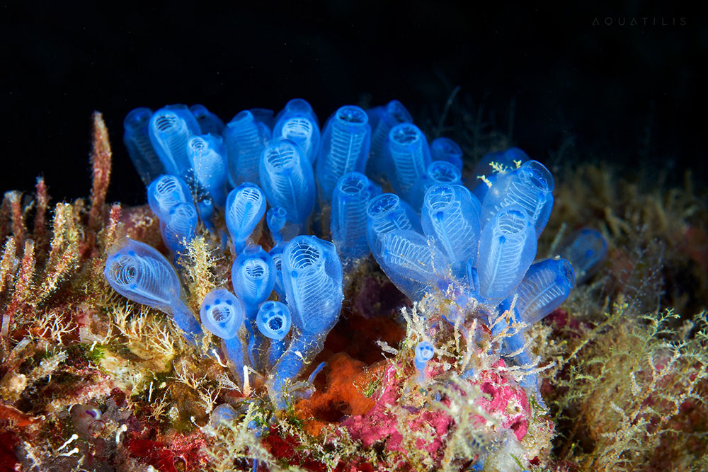 Pria ini jepret 9 makhluk aneh yang hidup di dasar samudera