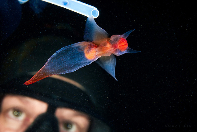Pria ini jepret 9 makhluk aneh yang hidup di dasar samudera